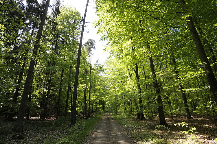 Ein Waldweg führt in gerader Linine in einen Laub- und Nadelwald in einem Revier der Klsoterforsten.