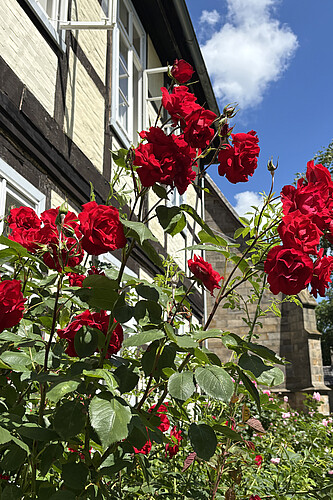 Rote Rosen vor Fachwerk.