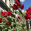 Rote Rosen vor Fachwerk.