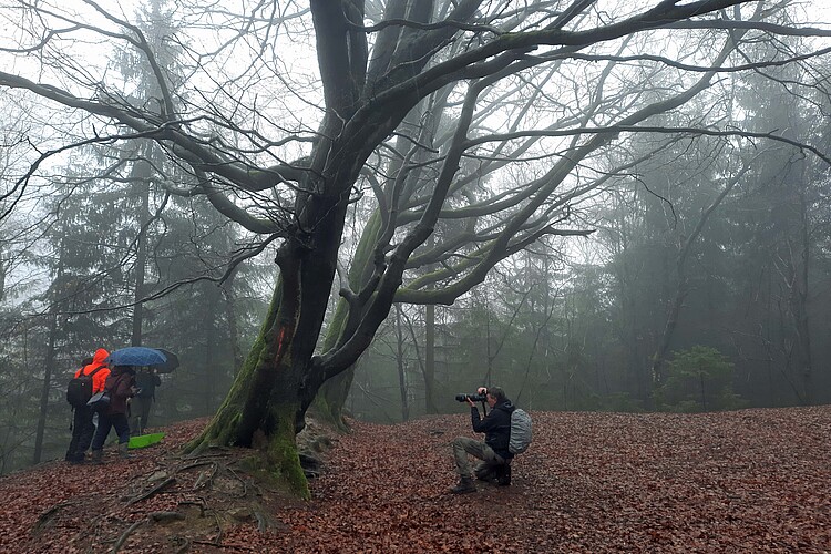 Eine Person kniet auf Waldboden und fotografiert einen schief gewachsenen Baum. Am linken Bildrand stehen drei weitere Personen in Regenbekleidung.