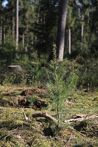 Ein junger Nadelbaum auf bemoosten Waldboden.