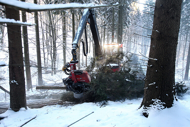 Die Holzvollerntemaschine sägt mit einem Element an einem Greifarm die Zweige des Baumes ab.