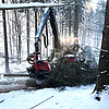 Die Holzvollerntemaschine sägt mit einem Element an einem Greifarm die Zweige des Baumes ab.