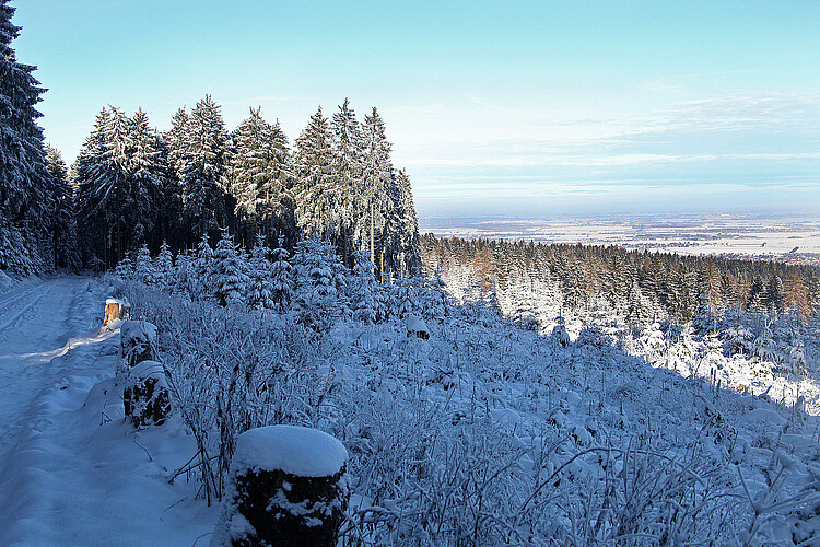 Eine verschneite Waldlandschaft mit einem Weg und dem Blick in die Ferne.