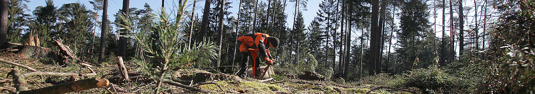 Die Klosterforsten lassen Douglasien im Luhetal pflanzen. Foto: Harald Koch