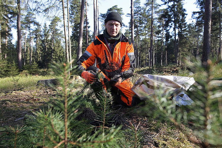 Ein Mann in orangefarbener Arbeitskleidung kniet auf Waldboden und hat Sprösslingen für Nadelbäume in der Hand.