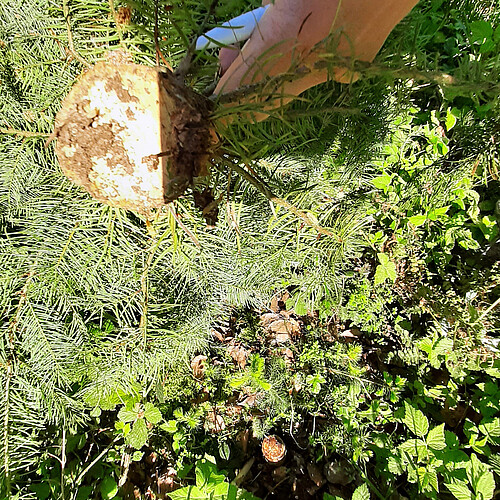 Blick von oben auf einen abgeschnittenen jungen Nadelbaum. Daneben ist eine Hand zu sehen.