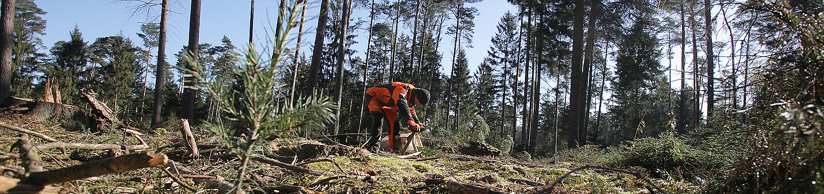 Die Klosterforsten lassen Douglasien im Luhetal pflanzen. Foto: Harald Koch