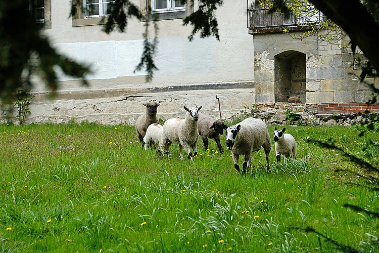Schafe auf Wiese Kloster Marienwerder