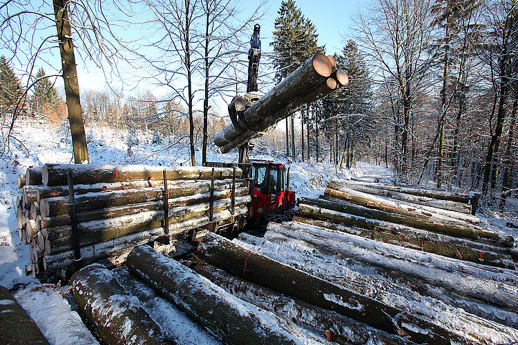 Abgesägte Stämme werden mit einem großen Gerät aus dem Wald heraus transportiert und am Wegesrand gestapelt.