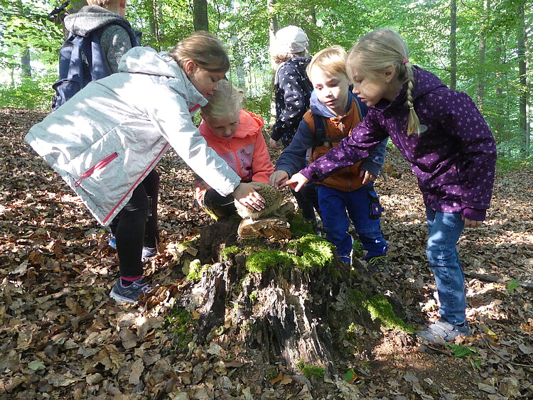 Eine Gruppe von Schulkindern steht im Wald um das Präparat eines Igels herum und berührt dessen Stacheln.