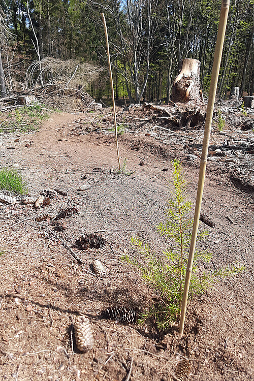 Frisch gepflanzte Nadelbäume mit jeweils einem Holzstab zwischen denen Spuren von Mountainbikes verlaufen.