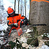Ein Mann in orangefarbener Arbeitskleidung kniet auf dem verschneiten Waldboden und sägt in einem Baumstamm.