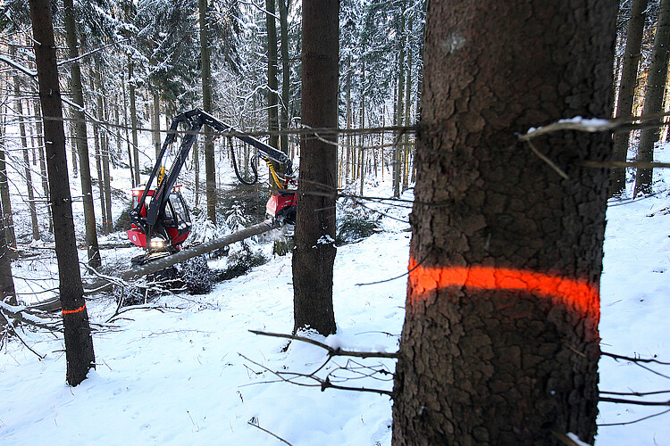 Im Vordergrund ist ein Baumstamm orangefarben markiert, im Hintergrund arbeitet eine große Maschine zum Fällen von Bäumen.